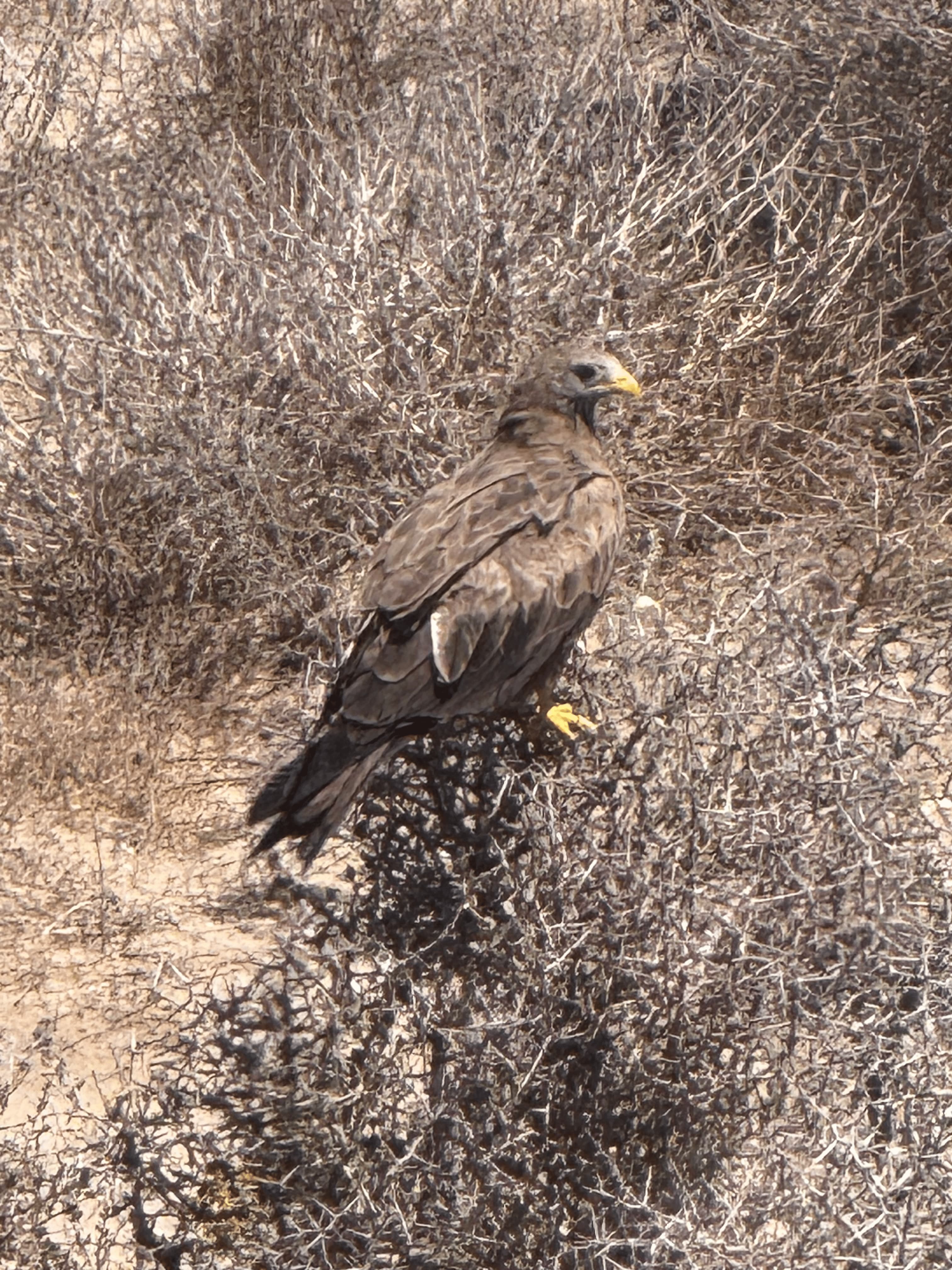 Steppe Buzzard perched in scrub near Langebaan