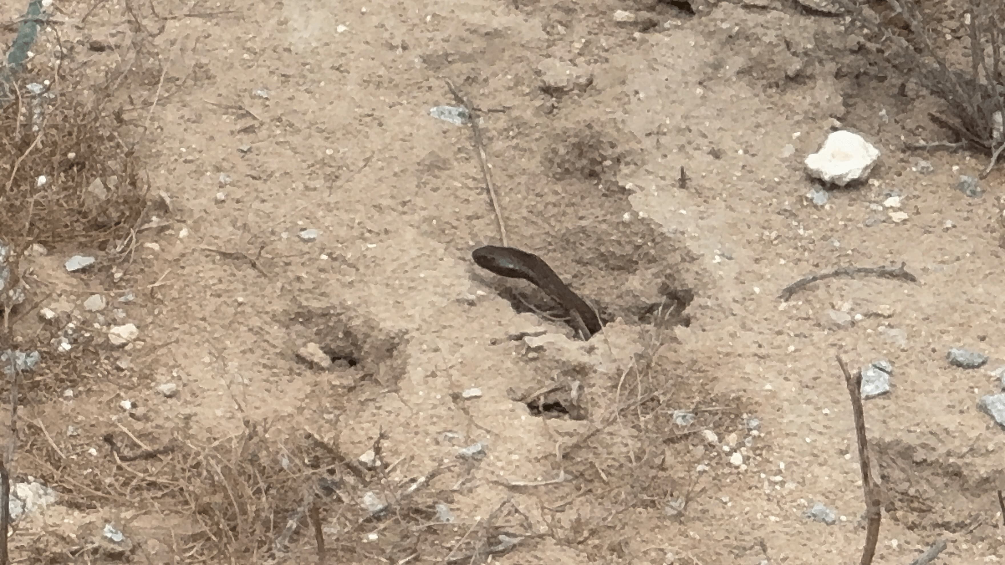 Cape Cobra head raised emerging from burrow