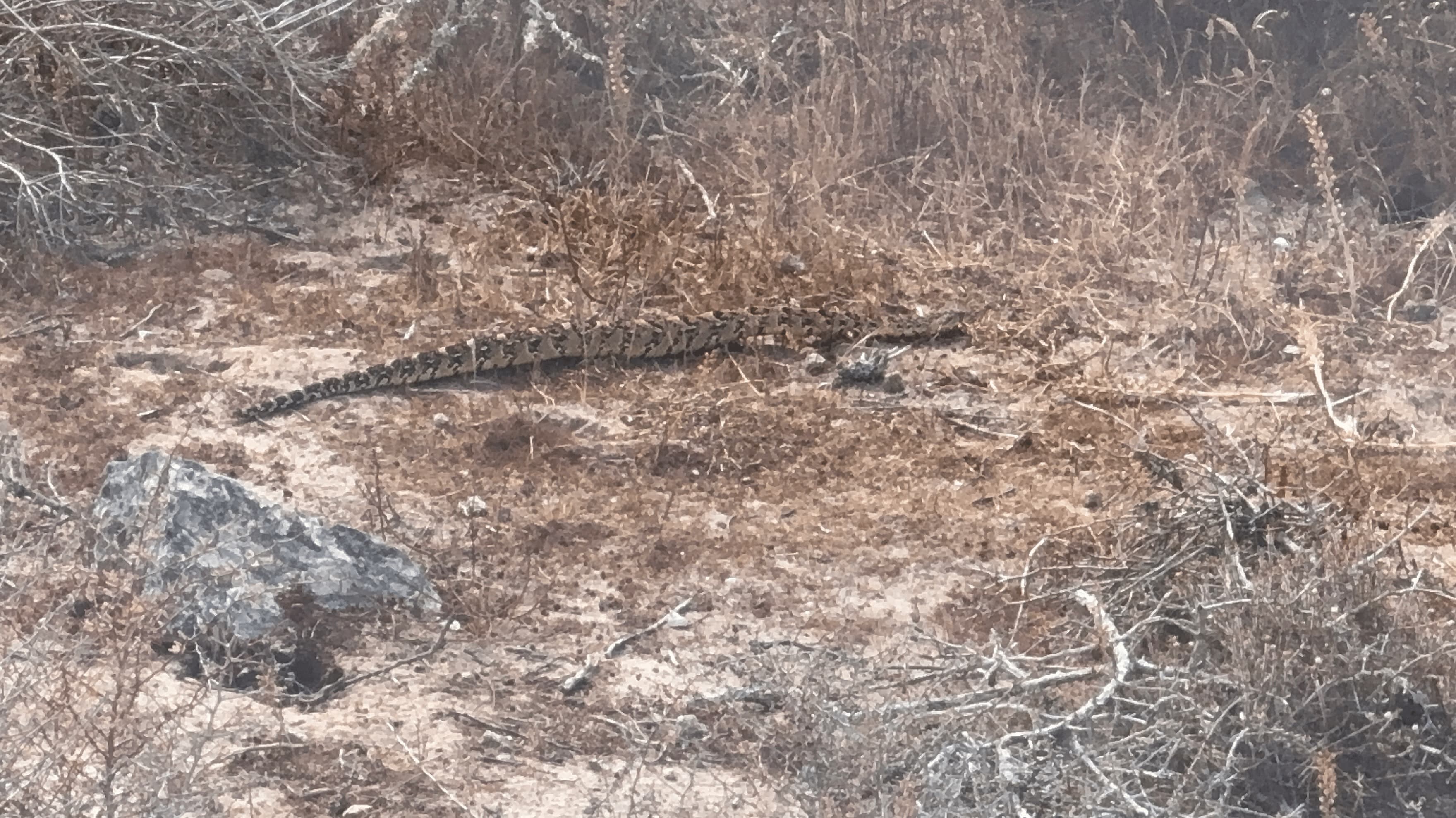 Puff Adder camouflaged in scrub near Langebaan