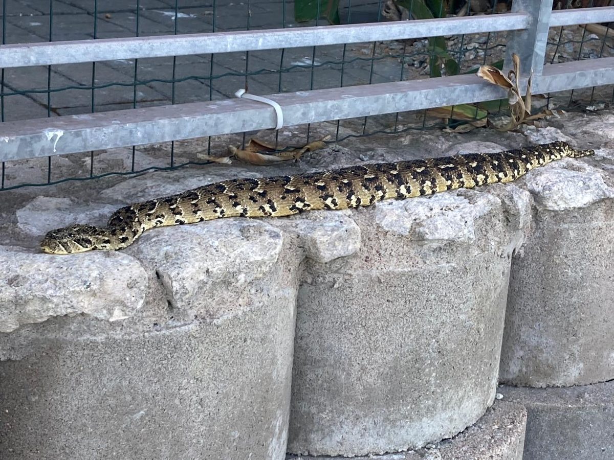 Puff Adder stretched out on stone retaining wall at Shark Bay, March 2026